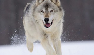 狼是什么动物 狼是啥动物