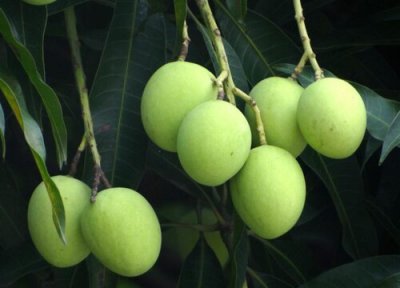 南宁的市树 南宁的市树是什么树