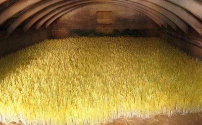 种一亩蒜黄的纯利润 一斤蒜能出多少蒜黄能赚多少钱