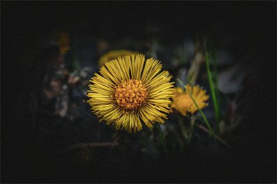 提高孩子成绩风水植物 高考学生房间摆放这些植物利于读书