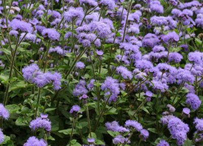 藿香蓟的养殖方法 藿香蓟的养殖方法和注意事项