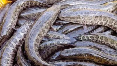 黑鱼在家怎么养 野生的黑鱼自己养殖能养活吗