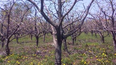 柿子树皮脱落是怎么回事 柿子树树皮开裂掉了还能活