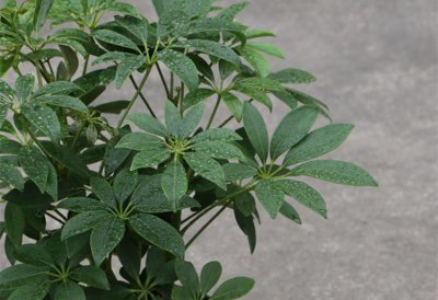 七叶莲放哪里最旺财 七叶莲摆在家里什么位置好