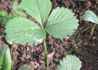 草莓苗什么时候修剪 草莓苗怎么修剪方法