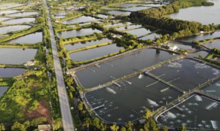 一般鱼塘消毒用什么药 鱼塘消毒用什么药好