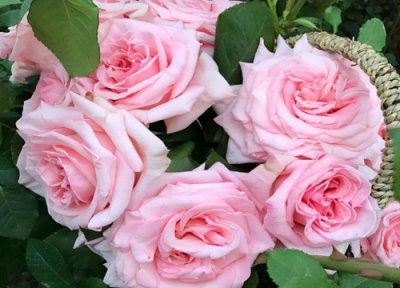 一年中什么时候给月季施肥最好 月季施肥的最佳时间