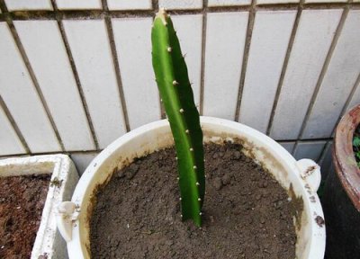 火龙果怎么扦插发根快 如何扦插火龙果发根多又快