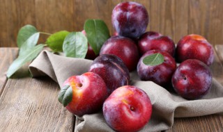 李子种子泡几天发芽 李子种子泡多长时间发芽