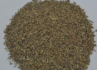 美女樱种子播种时间 美女樱种子什么时候播种最好