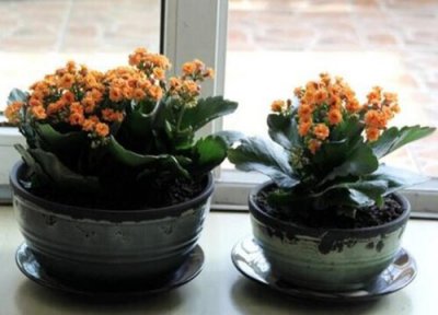 长寿花几天浇一次水 长寿花几天浇一次水比较好