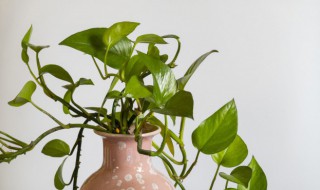 绿萝怎么在水里养殖 绿萝在水里养殖的方法