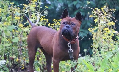 正宗川东猎犬特征 被称为猎犬之王的川东猎犬的优点盘点