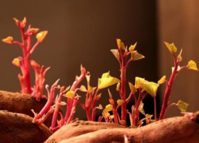 红薯发芽了还能吃吗有毒吗 能吃 不要再扔红薯了