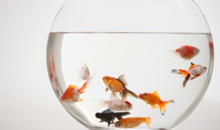 水蜗牛能和鱼养一起吗 水蜗牛能不能和鱼养一起