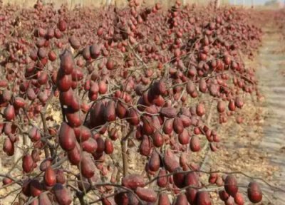 和田枣什么季节时候成熟 和田枣什么时候成熟一般是几月份采摘