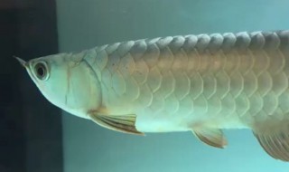 金龙鱼和银龙鱼能混养吗 金龙鱼和银龙鱼可不可以混养