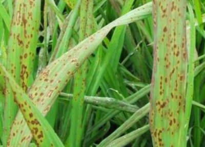 谷子种植中常见病害 谷子病虫害防治技术与方法措施