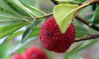 泡酒后的杨梅可以养花吗 泡酒后的杨梅可不可以养花