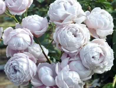 罗斯琳月季优点 罗斯琳月季的优缺点