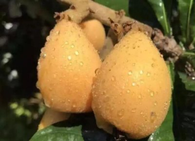 枇杷树上的蚧壳虫怎么防治 枇杷蚧壳虫打什么药防治