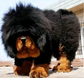 纯种小藏獒价格多少钱一只 影响纯种藏獒的因素