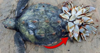 藤壶是什么东西 被称为寄生狂魔的藤虎究竟有多可怕