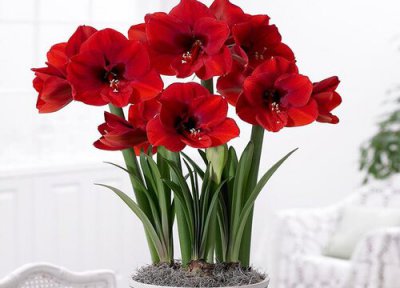 朱顶红几月份全部剪掉叶子 怎样剪叶子 剪到什么程度