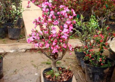 海棠什么时候移栽最好 海棠树移栽管理方法