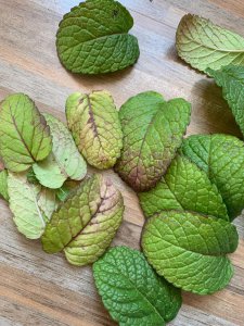 薄荷叶子尖发黑枯萎像烧焦怎么回事 尖部发黑枯萎能变回来