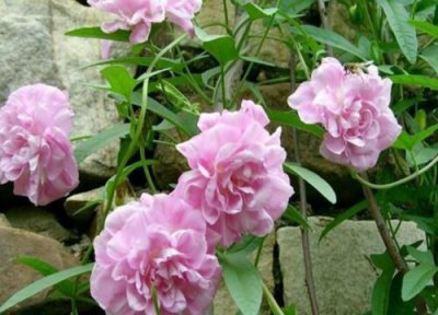 牡丹什么时候分盆最佳 牡丹怎么分盆容易成活