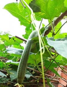 化瓜现象是什么意思 详解化瓜的原因及防治措施