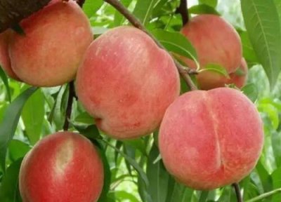 桃树钻心虫的防治方法和时间 桃树树干长虫子钻洞怎么办