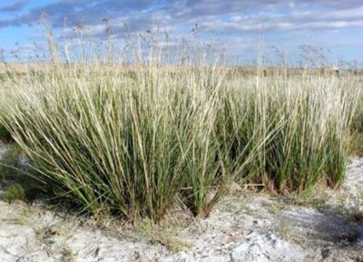 草类观赏植物 观赏草品种大全