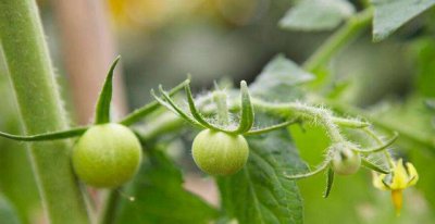 西红柿坐果期如何管理 种植西红柿中后期施肥方案