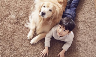 金毛犬的饲养方法 金毛犬如何饲养比较好