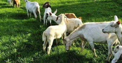 黑麦草一年四季都可以种吗 黑麦草适宜于9月中旬播种