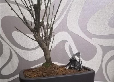 盆栽土壤改良 如何改良花卉土壤越养越旺盛