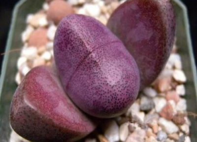 石生花快速生根方法 如何让生石花快速生根