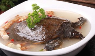 甲鱼的营养 甲鱼有什么功效与作用