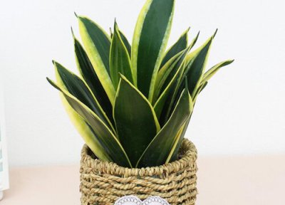 虎皮兰摆放风水禁忌及位置 放在哪里提升家庭财运