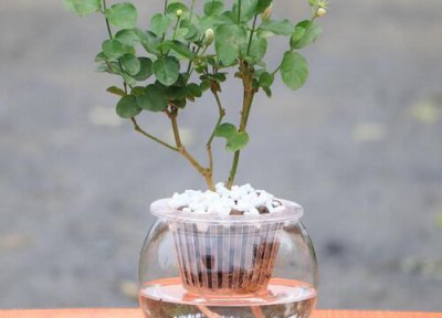 茉莉花怎么培植长根 茉莉花小苗如何把根系养好