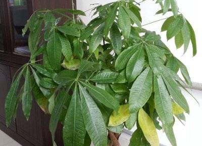 发财树叶子发黄枯萎怎样挽救解决 黄叶干枯怎么回事