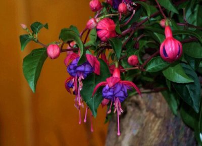 养宝莲灯注意事项 如何养护宝莲灯避免黄叶