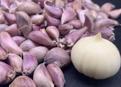 独蒜的种子是怎么来的 独头大蒜种子怎么种植培育