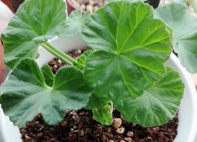 天竺葵夏天晒太阳 天竺葵怎么度夏安全