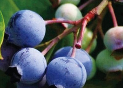 三、兔眼蓝莓 蓝莓什么品种最好吃最甜营养价值高