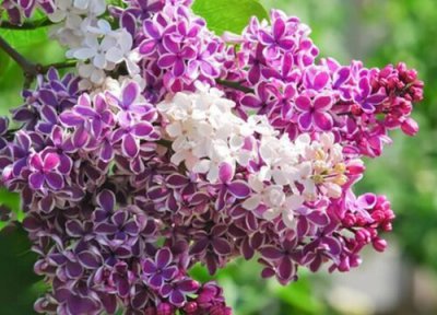 代表不放弃的花 什么花的花语是永不放弃的爱