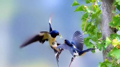 家有燕子窝的注意哪些问题 燕子进家做窝有哪些寓意