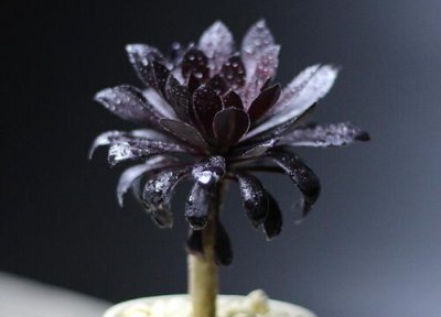 法师什么时间浇水好 一般多久浇一次水好